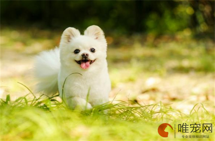 博美犬晚上需要喂水吗 一晚上不喝可以吗