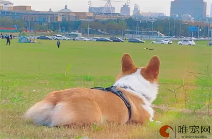 狗半夜挠门预示要发生什么