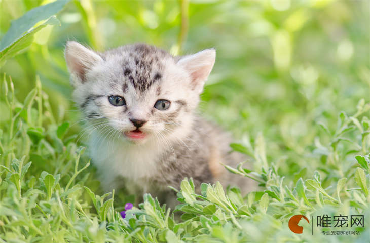 小猫不让进屋撕心裂肺的叫是怎么回事