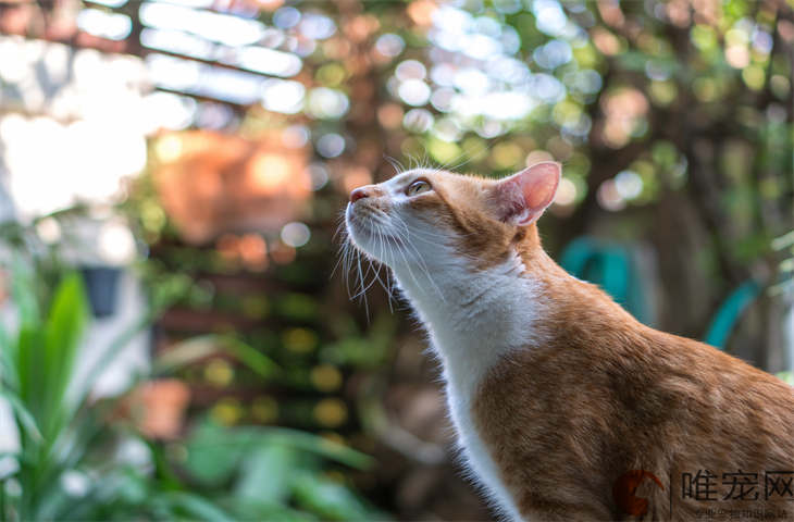 主人出远门猫会伤心吗 一周不见会怎样