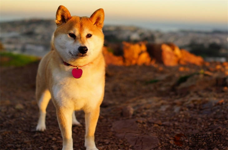 0度秋田犬会觉得冷吗