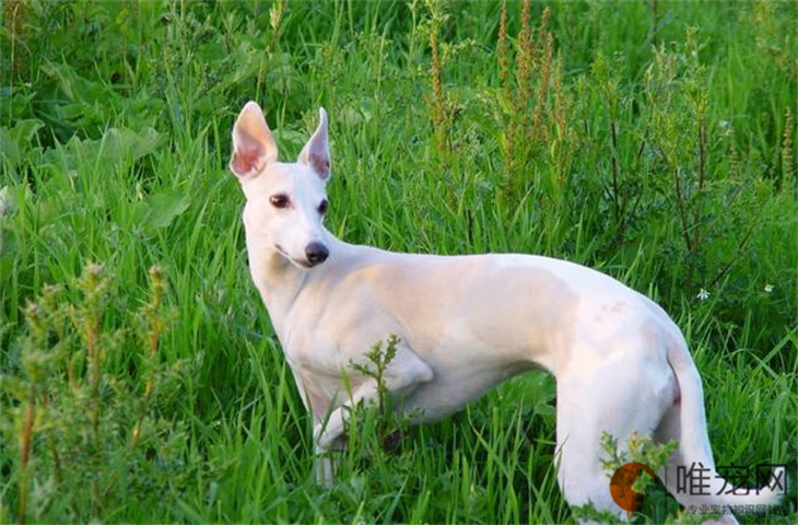 惠比特犬不吃不喝只睡觉是怎么回事 如何解决