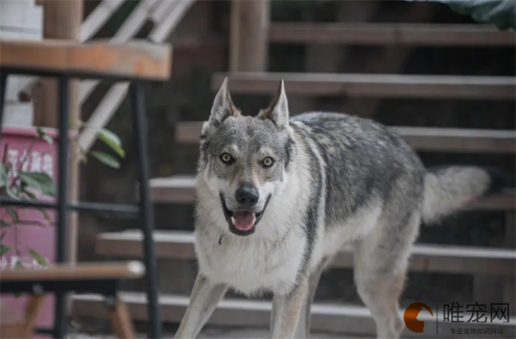 捷克狼犬为什么有腥臭味 如何去除