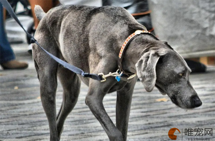 惠比特犬快死前的征兆有哪些 死后如何处理