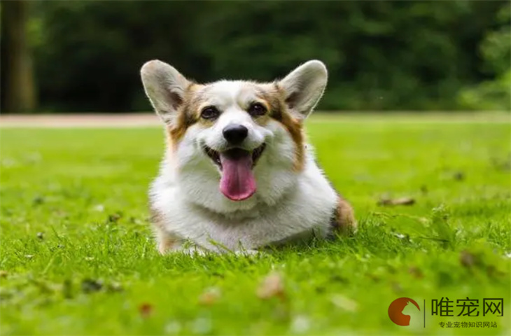 0度柯基犬会觉得冷吗