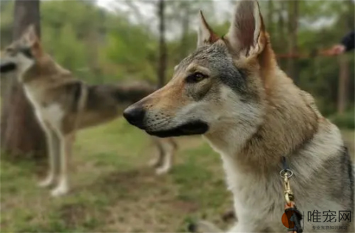 捷克狼犬训练方法是怎样的  攻击性强吗