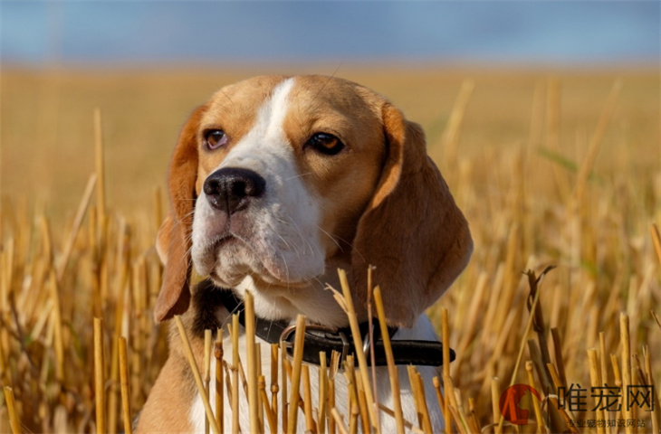 比格犬适合懒人养吗