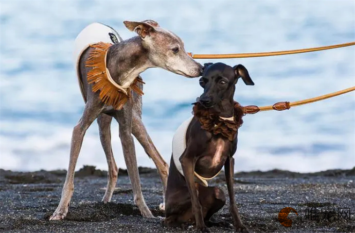 40天的灵缇犬怎么养