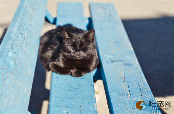 晚上回家一只黑猫跟着到门口是怎么回事