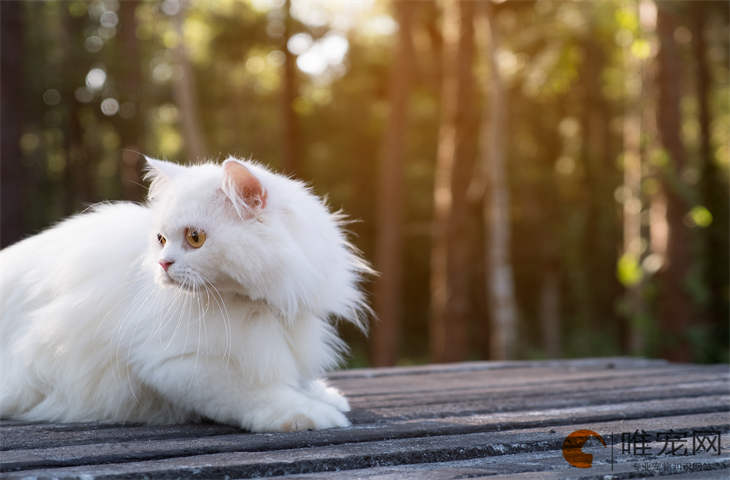 猫晚上可以和人同睡吗 爬到床上会很脏吗