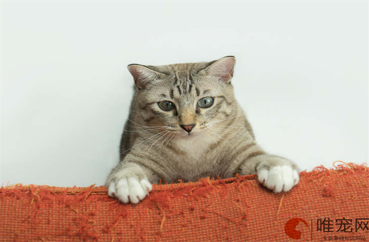猫咪可以放在床上吗
