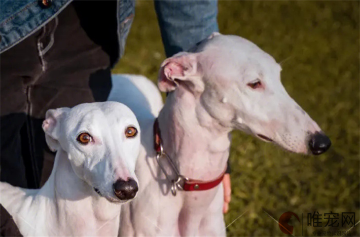 50天的灵缇犬怎么养