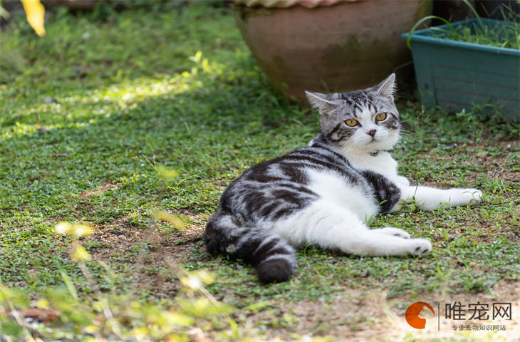 什么病可以在猫狗之间传播