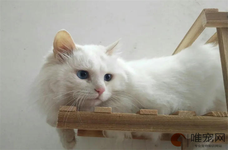 猫抱着睡觉对人有影响吗 猫抱着睡觉对人有影响吗