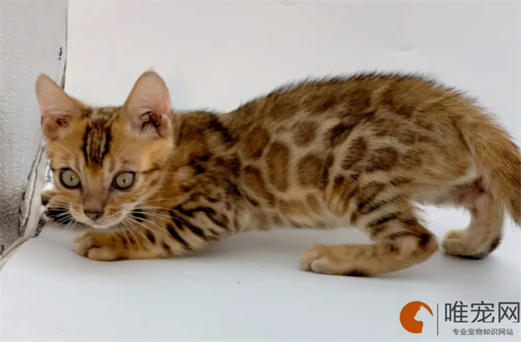 豹猫能吃奶油吗 豹猫能吃奶油吗