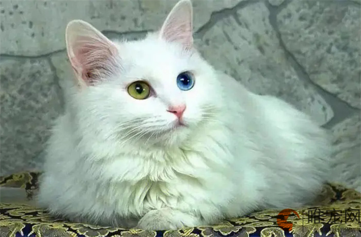波斯猫能吃奶油吗 波斯猫能吃奶油吗