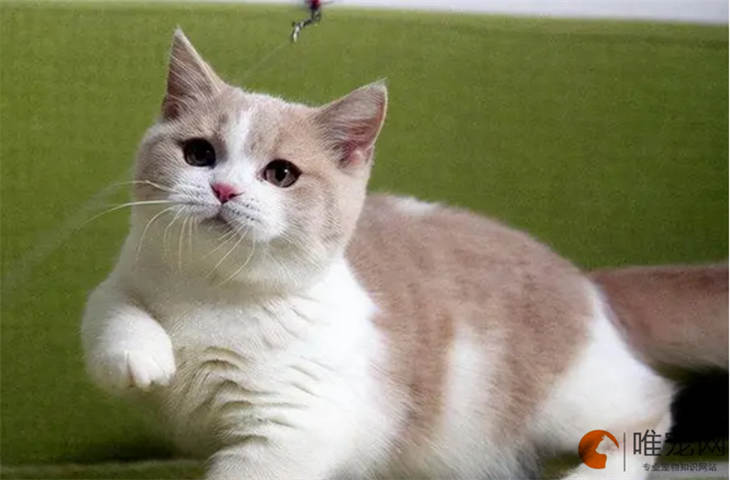 猫咪养在卧室会不会很臭