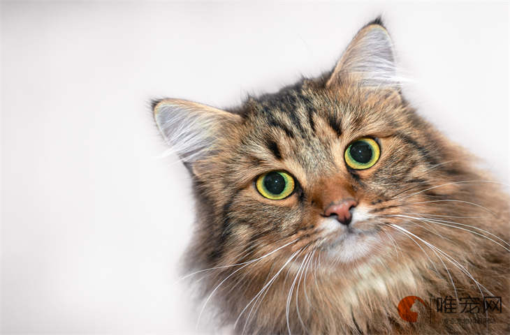 晚上和猫一起睡觉安全吗 晚上和猫一起睡觉安全吗