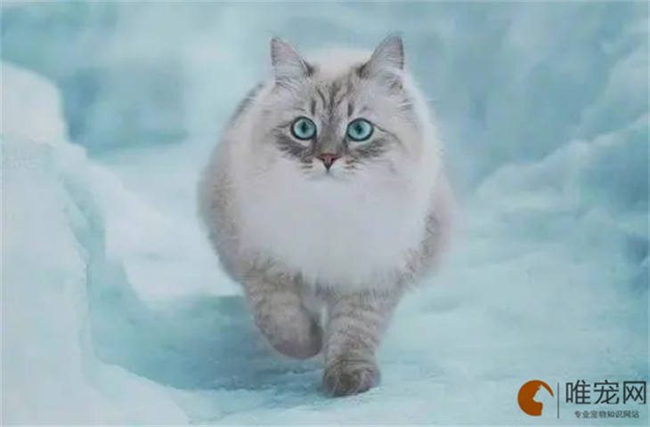西伯利亚猫能吃奶油吗 西伯利亚猫能吃奶油吗