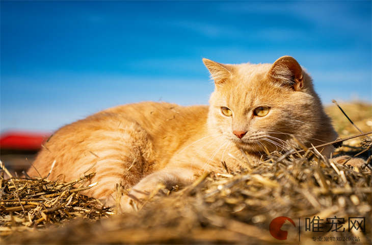 猫睡在腿上代表什么