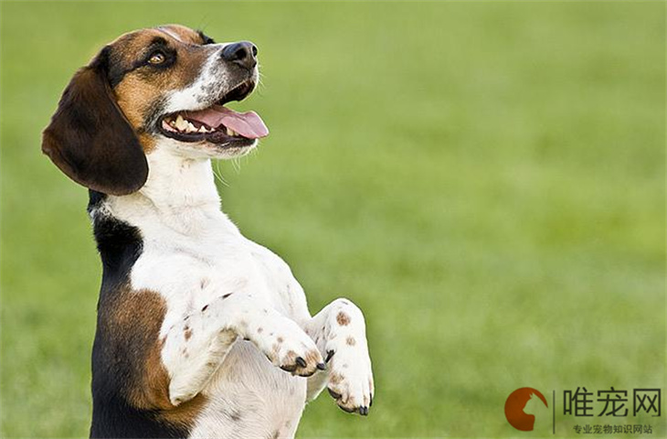 比格犬能吃香蕉吗 饮食禁忌有哪些