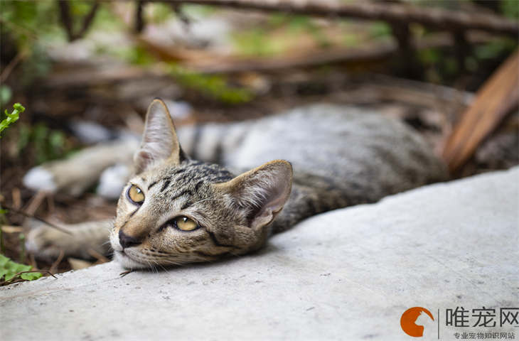 狸花猫怕冷吗 饲养时需要注意什么