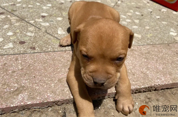 比特犬能吃芹菜吗 有什么好处