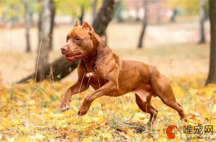 比特犬能吃山楂吗