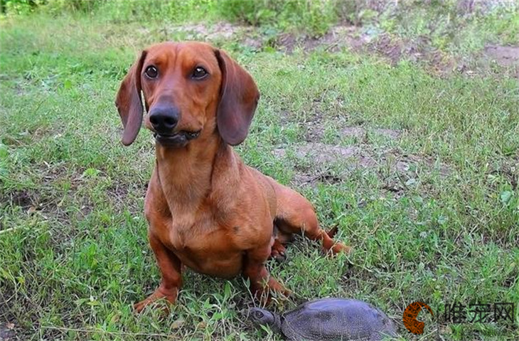 腊肠犬能吃山楂吗