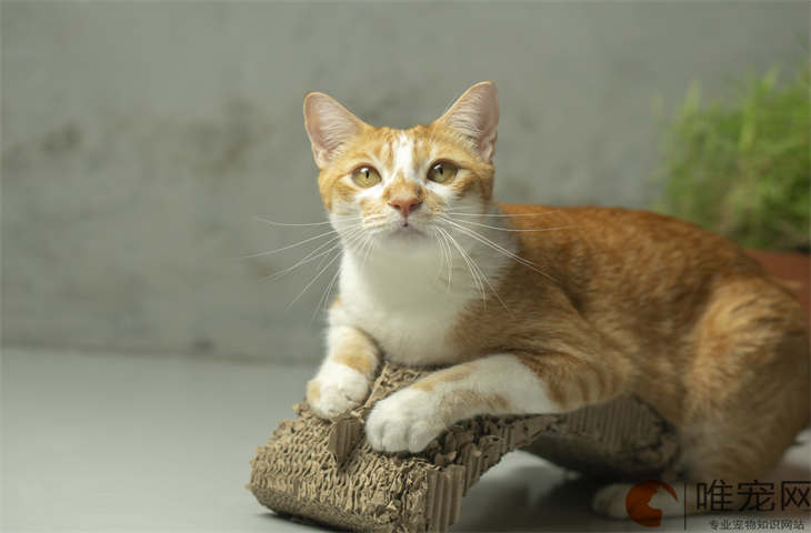 流浪猫喂了很久还是不亲是怎么回事 流浪猫喂了很久还是不亲是怎么回事