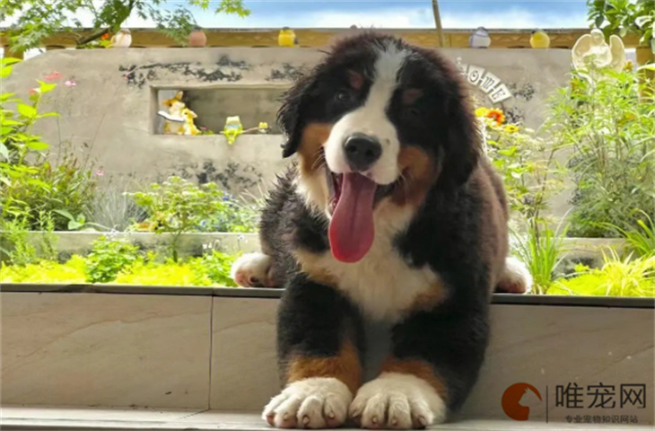 伯恩山犬能吃山楂吗