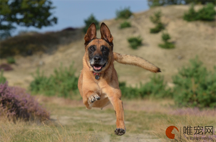 马犬能吃山楂吗