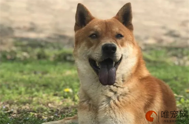 中华田园犬能吃芹菜吗 有什么好处