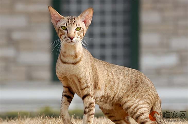 冬天室内多少度给猫开空调好