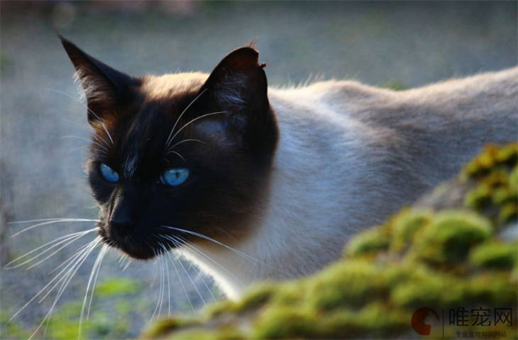 野猫喂多久会不怕人