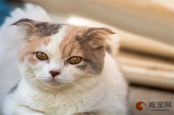 猫在玄学里代表什么