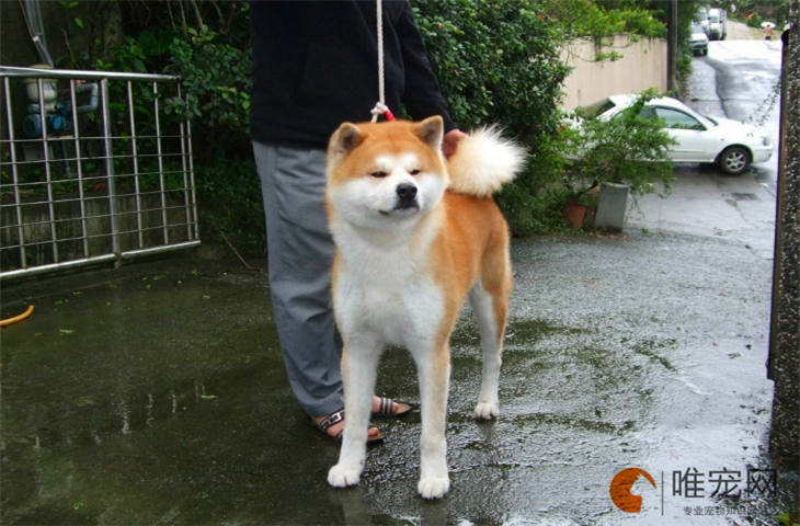 秋田犬能吃橘子吗