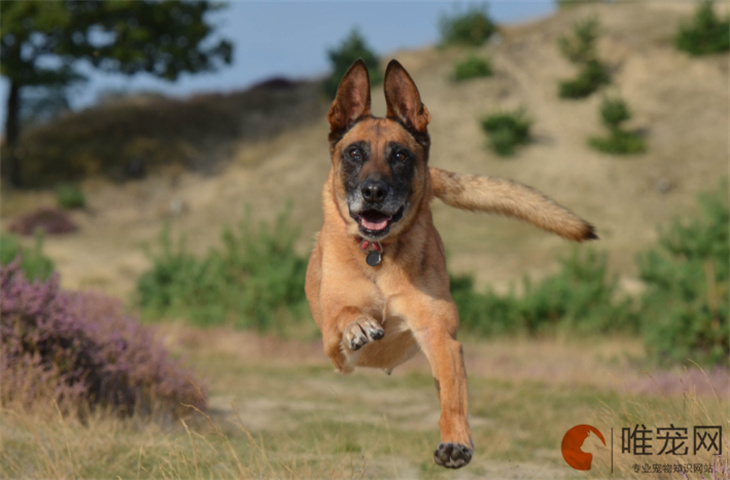 马犬价格多少钱一只 是禁养犬吗