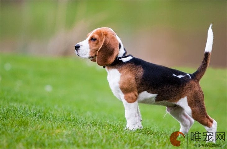 比格犬能吃百香果吗