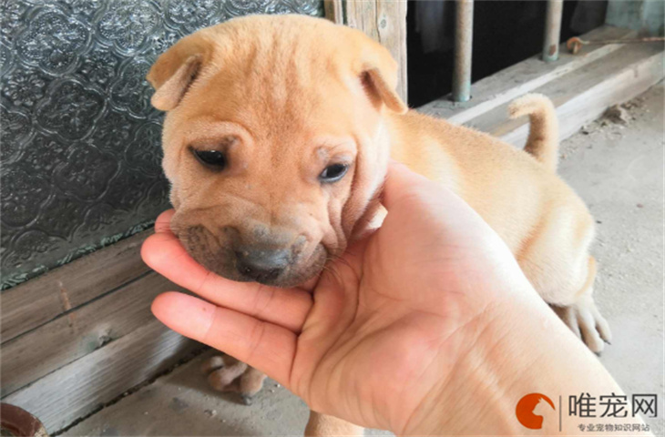 沙皮犬能吃车厘子吗