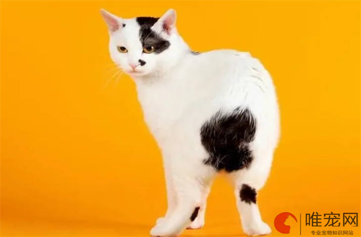 夏天上班去了猫在家会热吗 多少度会觉得热 夏天上班去了猫在家会热吗 多少度会觉得热