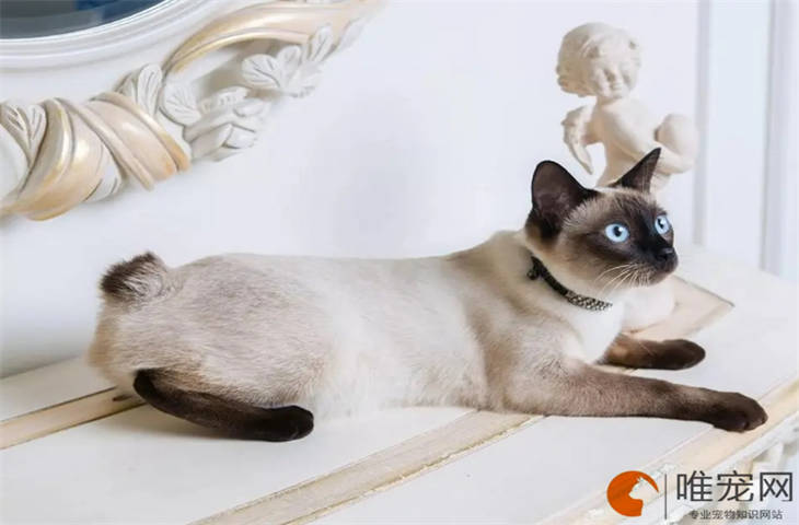 小奶猫不吃奶一直睡觉咋回事 小奶猫不吃奶一直睡觉咋回事
