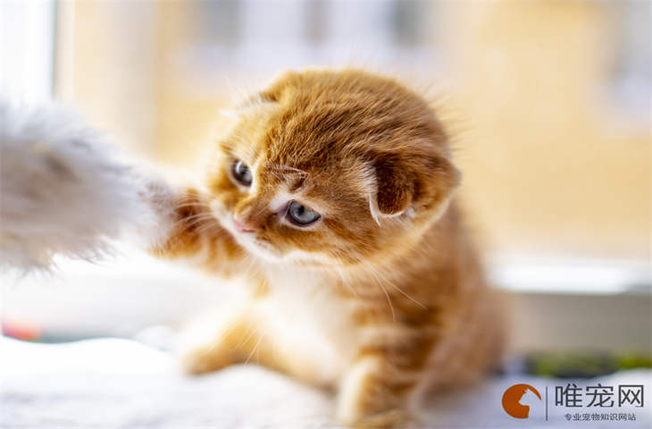 小奶猫为何不睡觉的原因