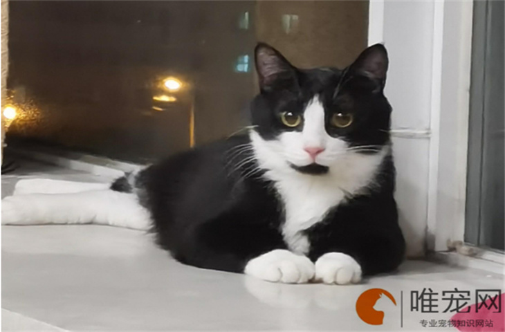 猫感冒一般几天自愈 症状有哪些 猫感冒一般几天自愈 症状有哪些