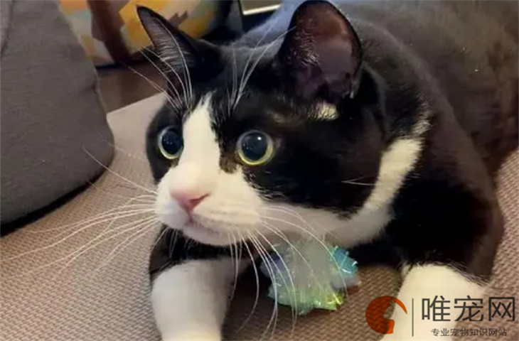 猫咪打喷嚏是冷吗