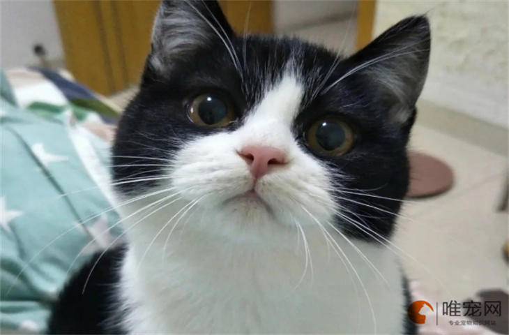猫咪感冒的初期症状表现 猫咪感冒的初期症状表现