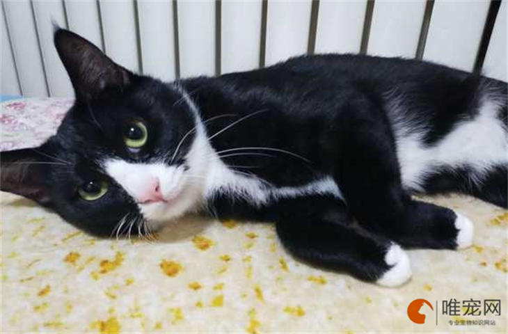 猫咪老是去洗手间舔水是怎么回事 猫咪老是去洗手间舔水是怎么回事