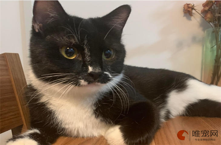 猫咪蜷缩着睡觉是冷吗 猫咪蜷缩着睡觉是冷吗