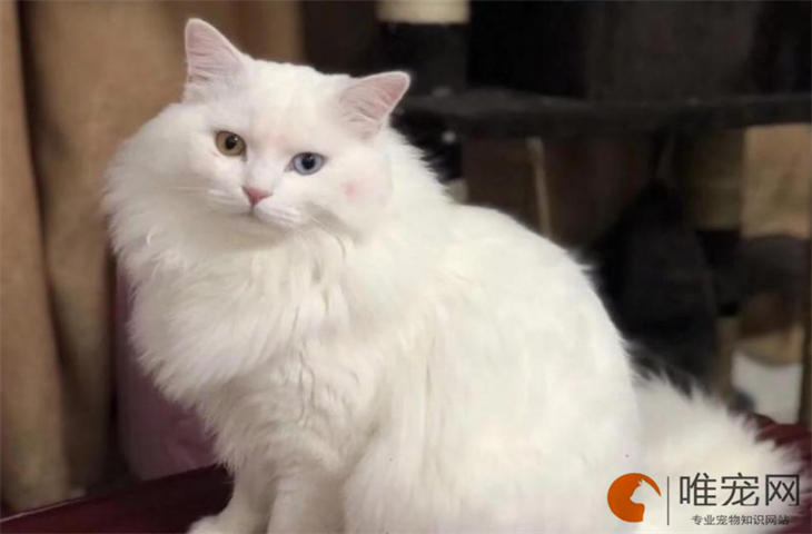 猫咪受凉呕吐会自愈吗 猫咪受凉呕吐会自愈吗