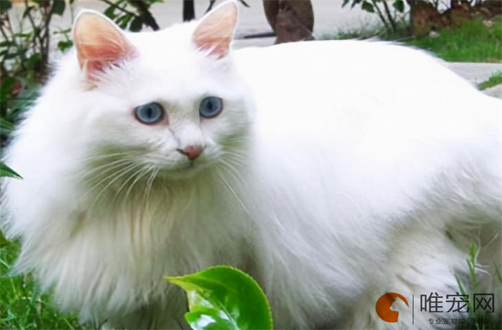猫咪睡觉卷成一坨捂着脸是怎么回事 猫咪睡觉卷成一坨捂着脸是怎么回事